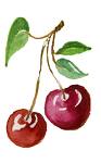 cerises